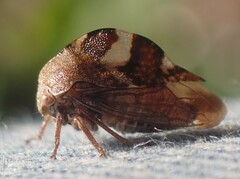 Cyrtolobus tuberosus