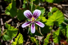 Pelargonium pseudosetulosum