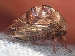 Cyrtolobus tuberosus