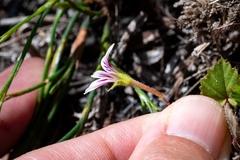 Pelargonium pseudosetulosum