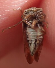Cyrtolobus tuberosus