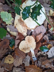 Tricholoma album