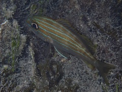 Haemulon sciurus