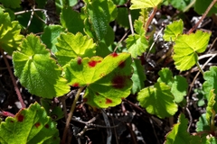 Pelargonium pseudosetulosum