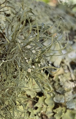 Ramalina stenospora