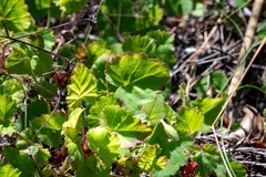 Pelargonium pseudosetulosum