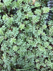 Acaena anserinifolia