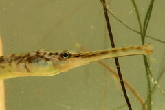 Syngnathus louisianae