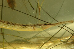 Syngnathus louisianae