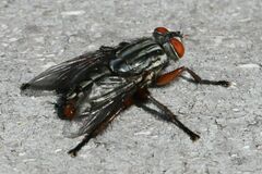 Sarcophagidae