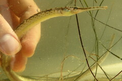 Syngnathus louisianae