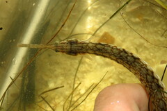 Syngnathus louisianae