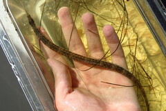 Syngnathus louisianae