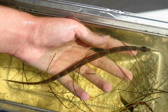 Syngnathus louisianae