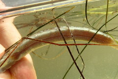 Syngnathus louisianae