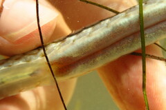 Syngnathus louisianae