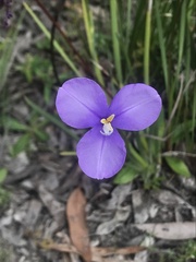 Patersonia occidentalis