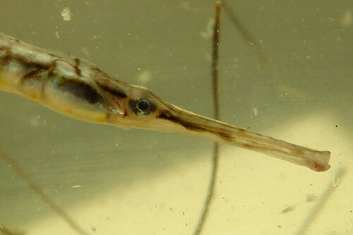 Chain pipefish (Syngnathus louisianae) — Syngnathidae