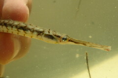 Syngnathus louisianae