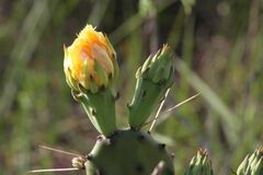 Opuntia humifusa