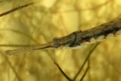 Syngnathus louisianae