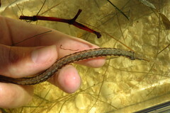 Syngnathus louisianae