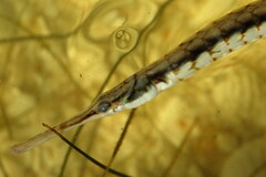 Syngnathus louisianae