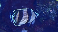 Chaetodon striatus