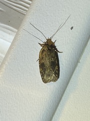 Agonopterix pulvipennella