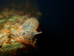 Ampullaceana balthica