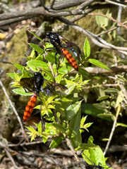 Elaphroptera