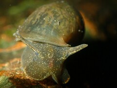 Ampullaceana balthica