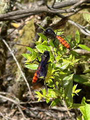 Elaphroptera