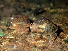 Ampullaceana balthica