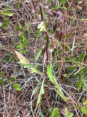 Nabalus serpentarius