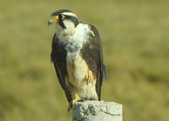 Falco femoralis