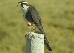 Falco femoralis