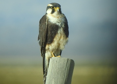 Falco femoralis