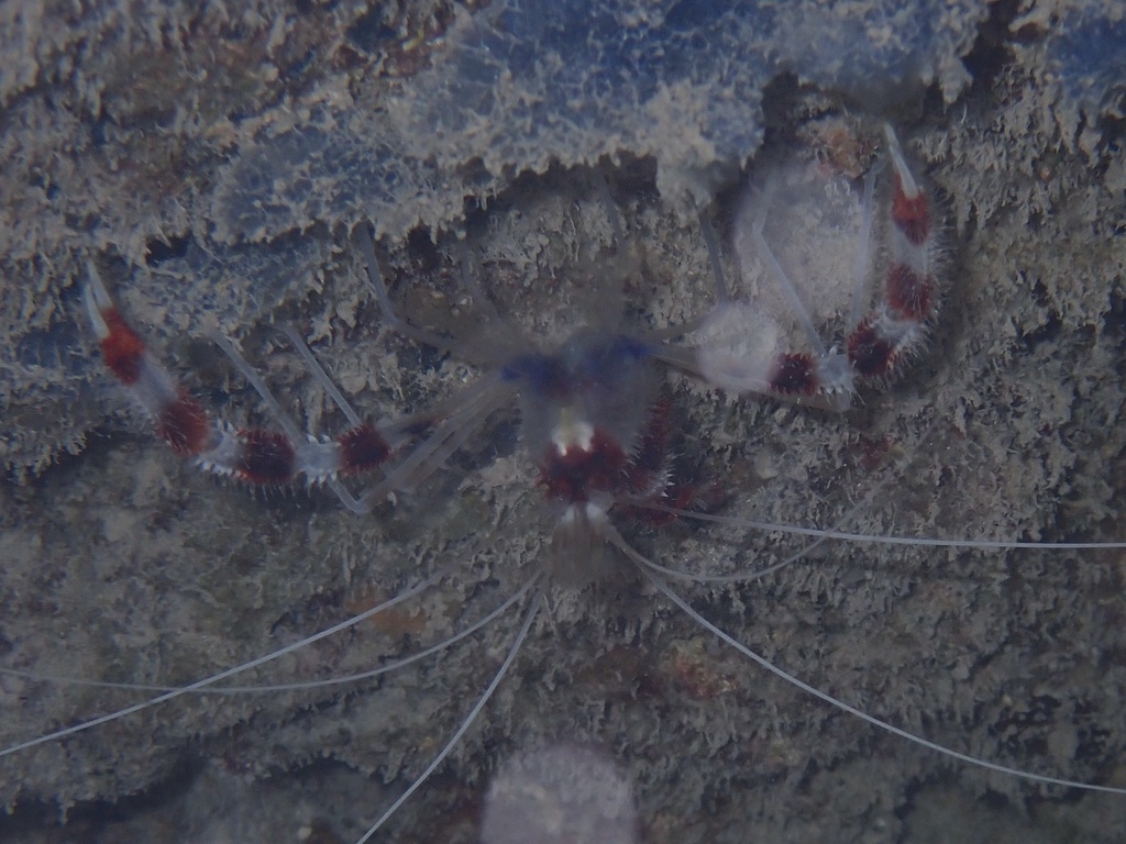 Photo of Banded coral shrimp (Stenopus hispidus)