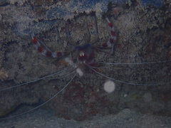 Stenopus hispidus