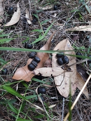 Rusa timorensis