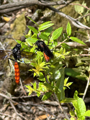 Elaphroptera
