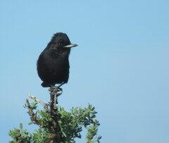 Knipolegus hudsoni