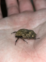 Gymnetis hebraica