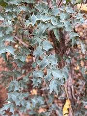 Quercus turbinella