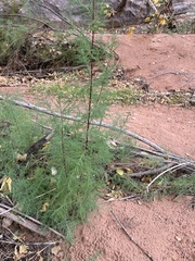 Tamarix chinensis
