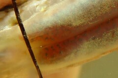 Syngnathus louisianae