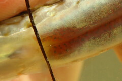 Syngnathus louisianae