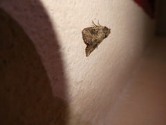 Mythimna languida