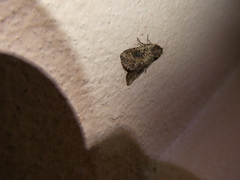 Mythimna languida